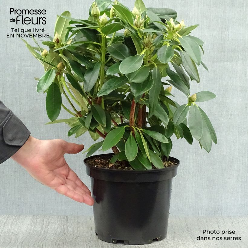 Esemplare di Rhododendron yakushimanum Percy Wiseman Vaso da 3L/4L come consegnato in autunno