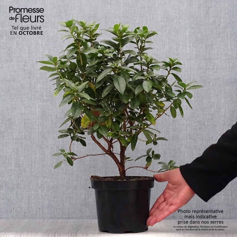Esemplare di Rhododendron Praecox Vaso da 2L/3L come consegnato in autunno