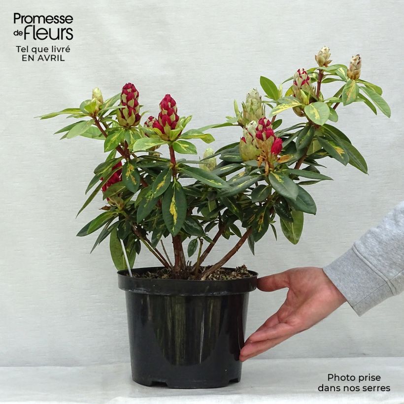 Rhododendron Président Roosevelt Vaso da 4L/5L esemplare consegnato in primavera