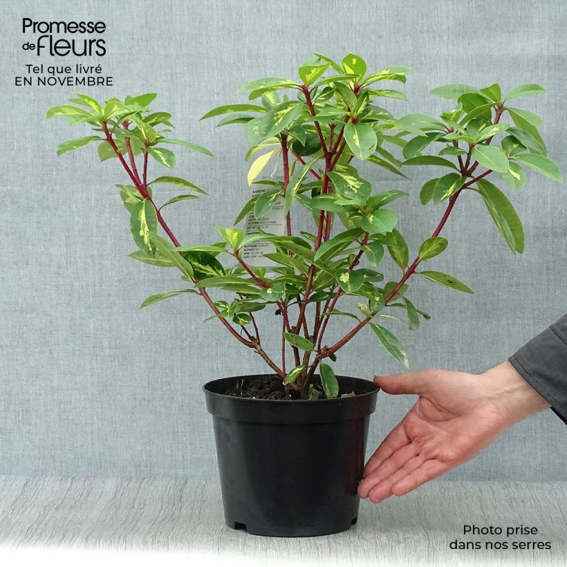 Esemplare di Rhododendron Président Roosevelt Vaso da 4L/5L come consegnato in autunno