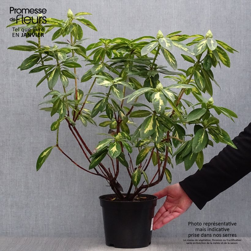 Rhododendron Président Roosevelt Vaso da 4L/5L esemplare consegnato in inverno