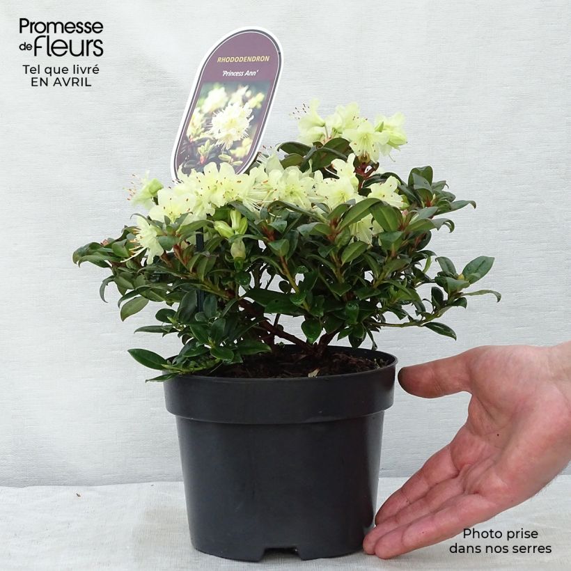 Rhododendron Princess Anne Vaso da 2L/3L esemplare consegnato in primavera