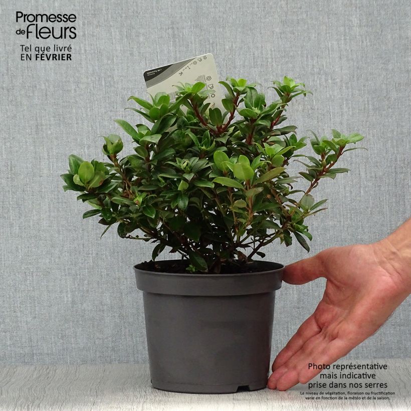 Esemplare di Rhododendron Princess Anne Vaso da 2L/3L come consegnato in autunno