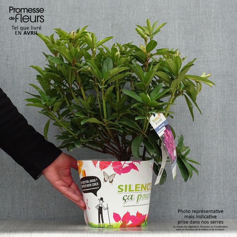 Rhododendron Red Eye Vaso da 4L/5L esemplare consegnato in primavera