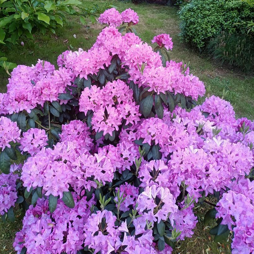 Rhododendron catawbiense Roseum Elegans (Porto)