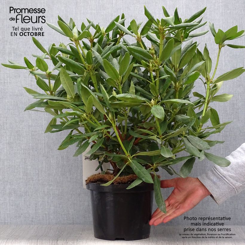Esemplare di Rhododendron catawbiense Roseum Elegans Vaso da 4L/5L come consegnato in autunno