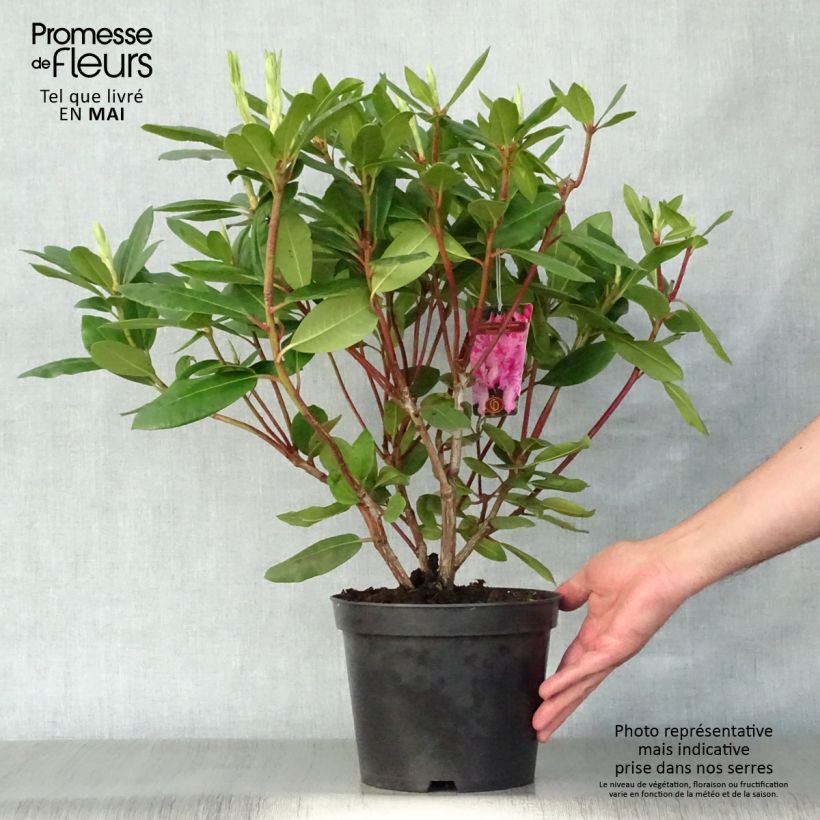 Rhododendron catawbiense Roseum Elegans Vaso da 4L/5L esemplare consegnato in primavera