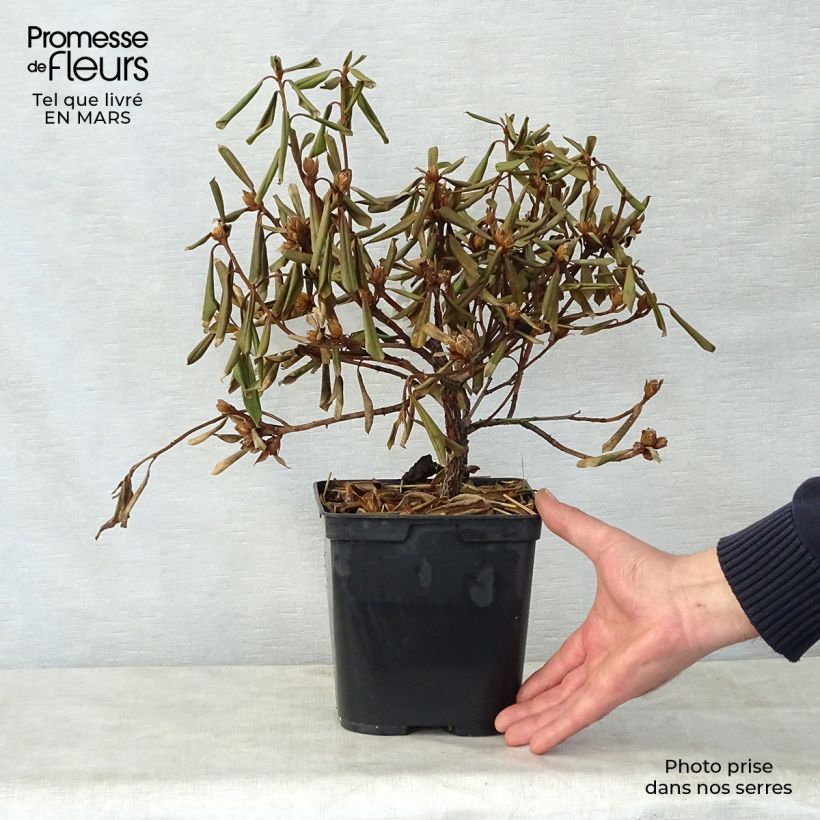 Rhododendron Saffron Queen Vaso da 3L/4L esemplare consegnato in primavera