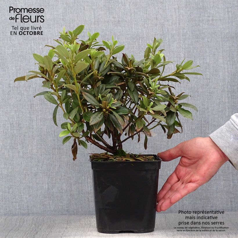 Esemplare di Rhododendron Saffron Queen Vaso da 3L/4L come consegnato in autunno