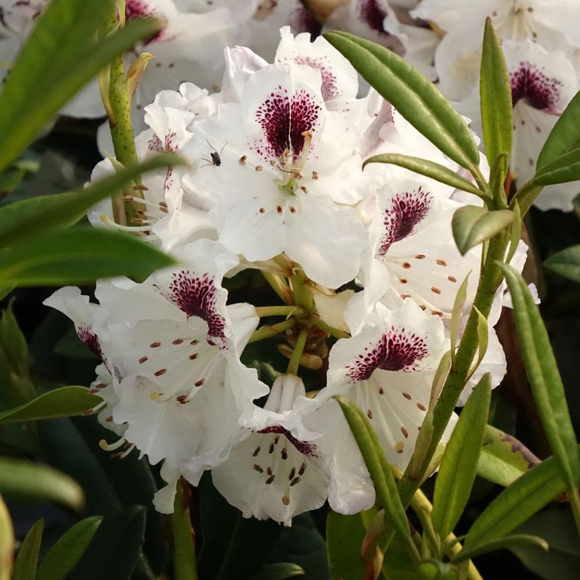 Rhododendron Sappho (Fioritura)