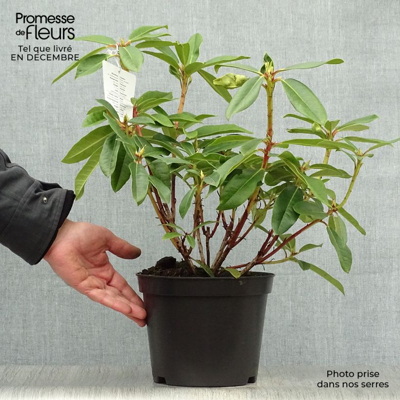 Rhododendron Sappho Vaso da 4L/5L esemplare consegnato in inverno