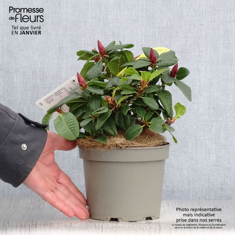 Rhododendron Scarlet Wonder Vaso da 2L/3L esemplare consegnato in inverno