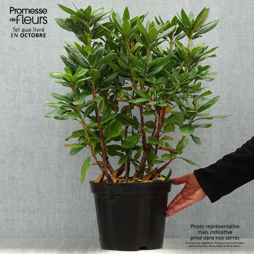 Esemplare di Rhododendron Scarlet Wonder Vaso da 2L/3L come consegnato in autunno