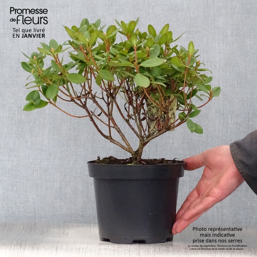 Rhododendron Shamrock Vaso da 2L/3L esemplare consegnato in inverno