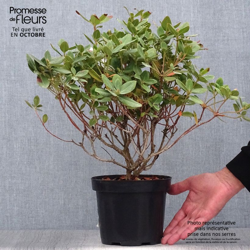 Esemplare di Rhododendron Shamrock Vaso da 2L/3L come consegnato in autunno