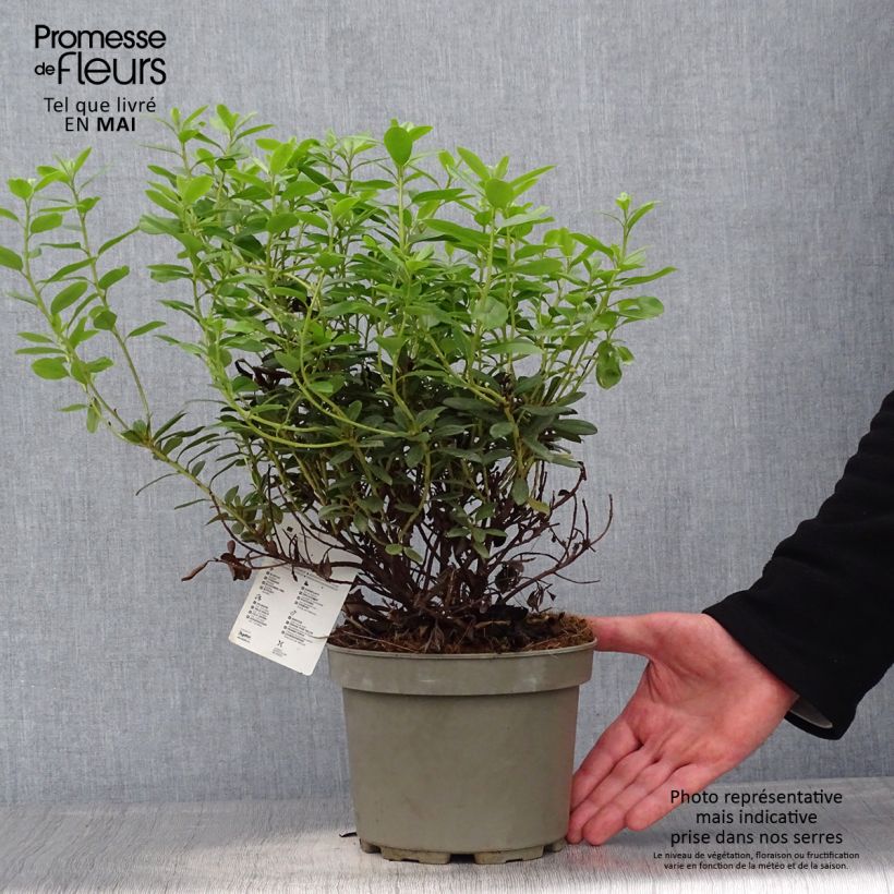 Rhododendron Snipe Vaso da 2L/3L esemplare consegnato in primavera