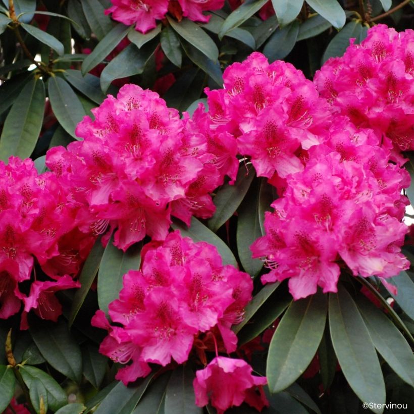 Rhododendron Souvenir de J. Broughton (Fioritura)