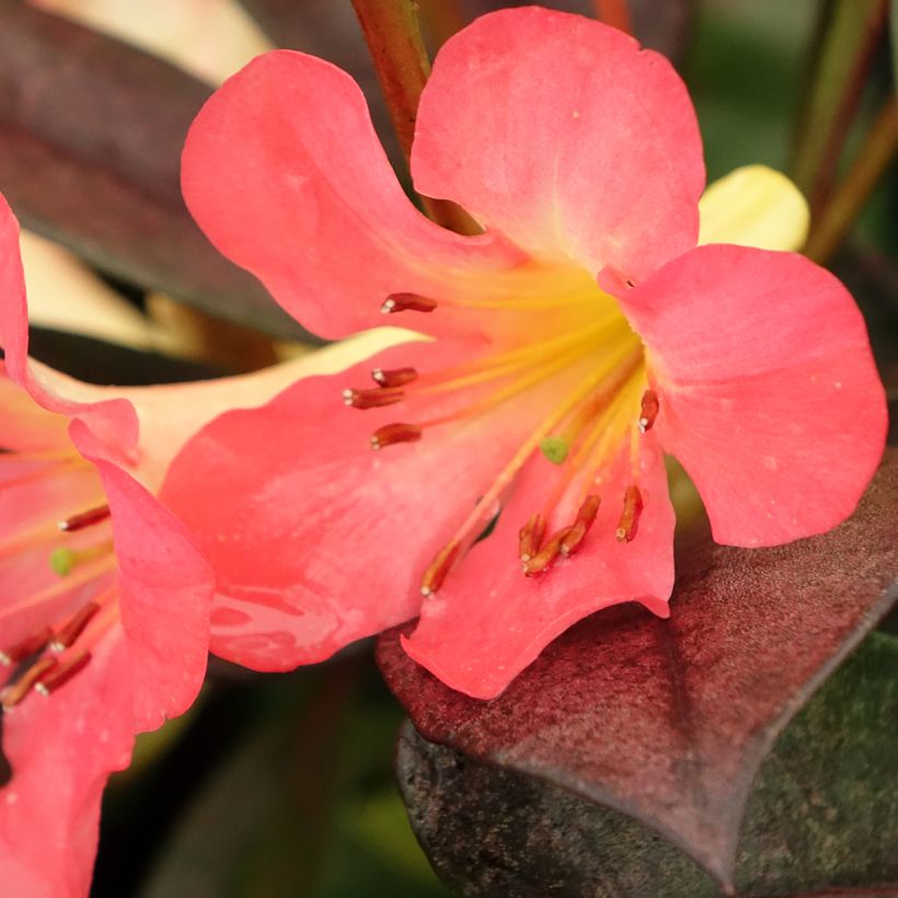 Rhododendron vireya Strawberry Parfait (Fioritura)
