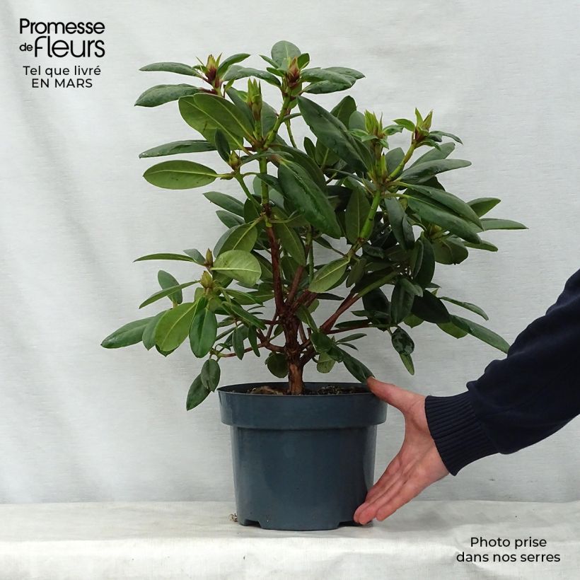 Rhododendron Virginia Richards Vaso da 4L/5L esemplare consegnato in primavera