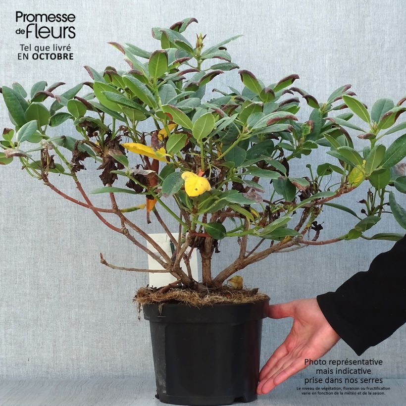 Esemplare di Rhododendron Virginia Richards Vaso da 4L/5L come consegnato in autunno
