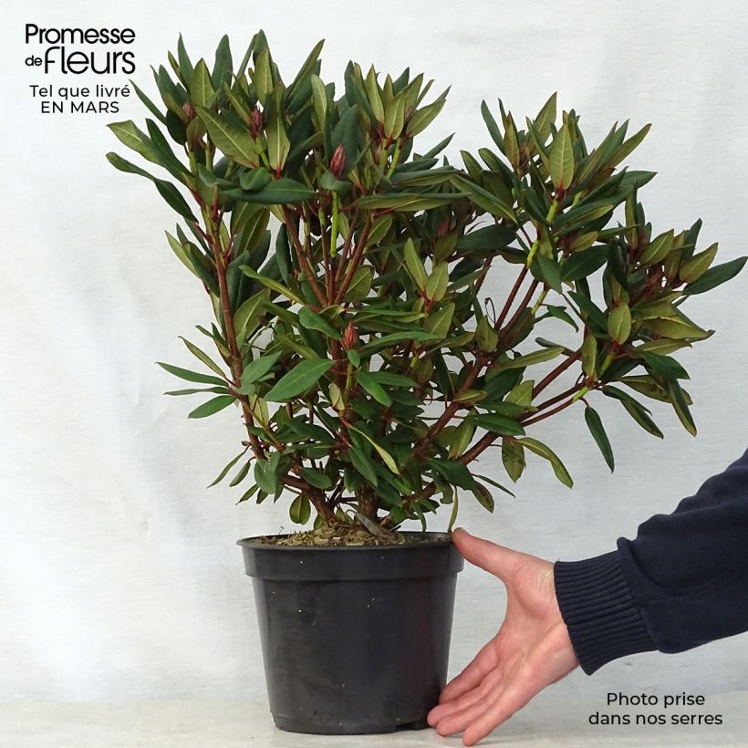 Rhododendron Winsome Vaso da 3L/4L esemplare consegnato in primavera