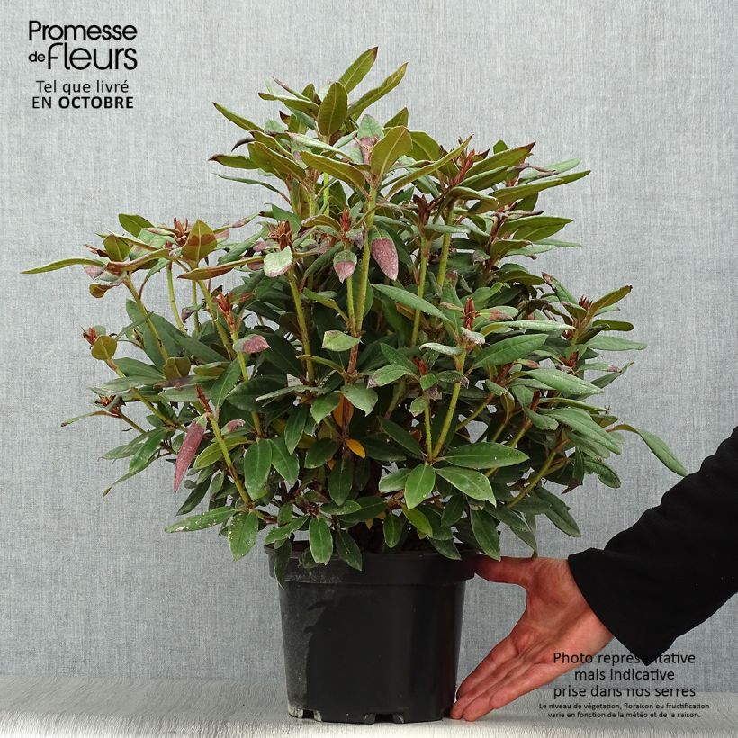 Esemplare di Rhododendron Winsome Vaso da 3L/4L come consegnato in autunno