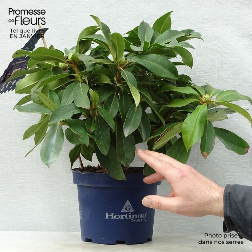 Rhododendron XXL Vaso da 2L/3L esemplare consegnato in inverno