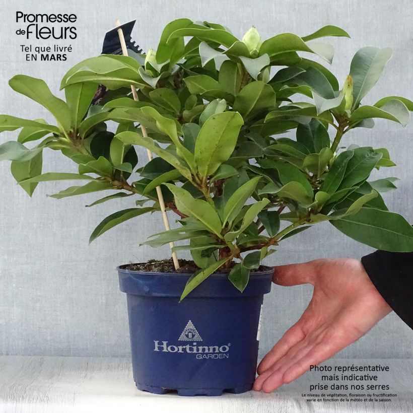 Rhododendron XXL Vaso da 2L/3L esemplare consegnato in primavera