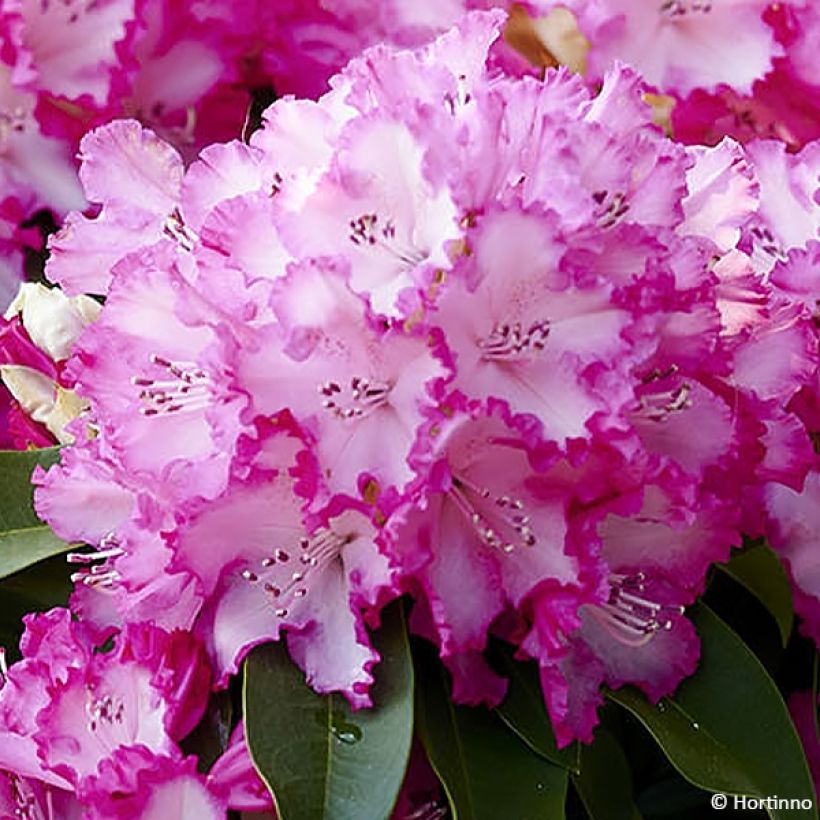 Rhododendron XXL (Fioritura)