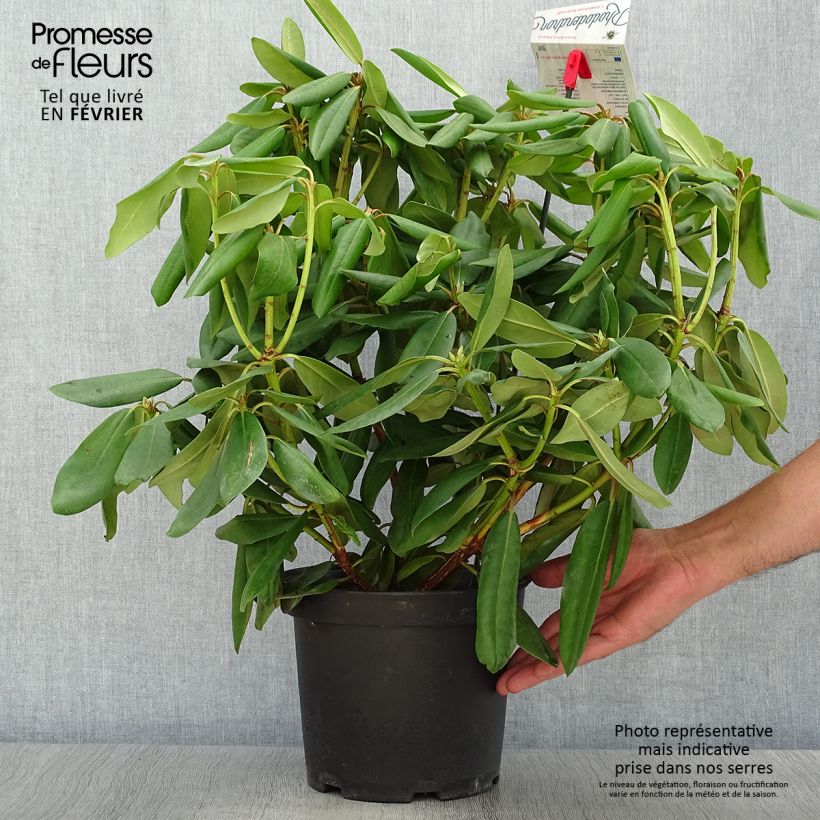 Esemplare di Rhododendron catawbiense Boursault Vaso da 4L/5L come consegnato in autunno