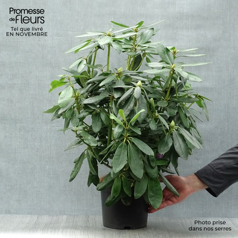 Esemplare di Rhododendron catawbiense Grandiflorum Vaso da 4L/5L come consegnato in autunno