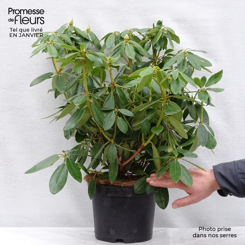 Rhododendron catawbiense Grandiflorum Vaso da 4L/5L esemplare consegnato in inverno