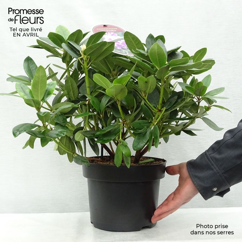 Rhododendron catawbiense Grandiflorum Vaso da 4L/5L esemplare consegnato in primavera