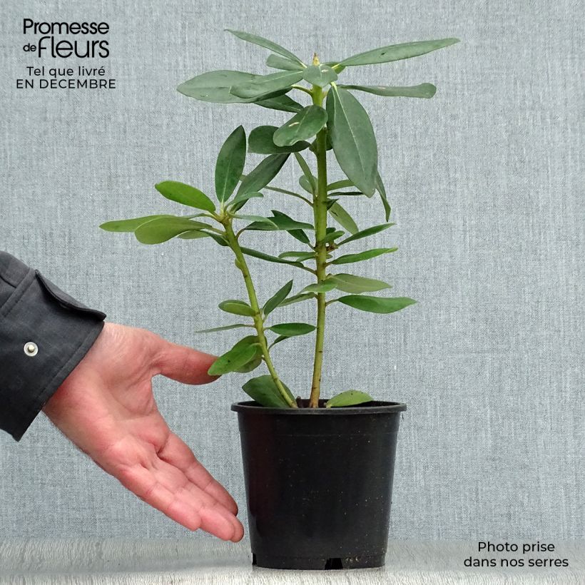 Rhododendron catawbiense Grandiflorum Vaso da Ø 12 cm / 13 cm esemplare consegnato in inverno