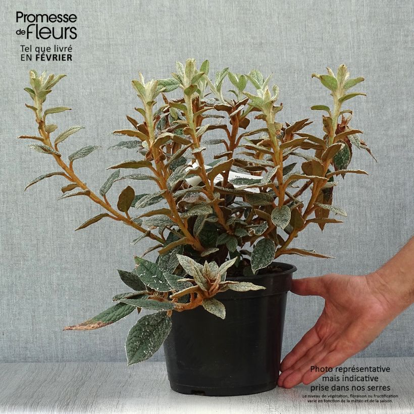 Esemplare di Rhododendron edgeworthii Vaso da 3L/4L come consegnato in autunno