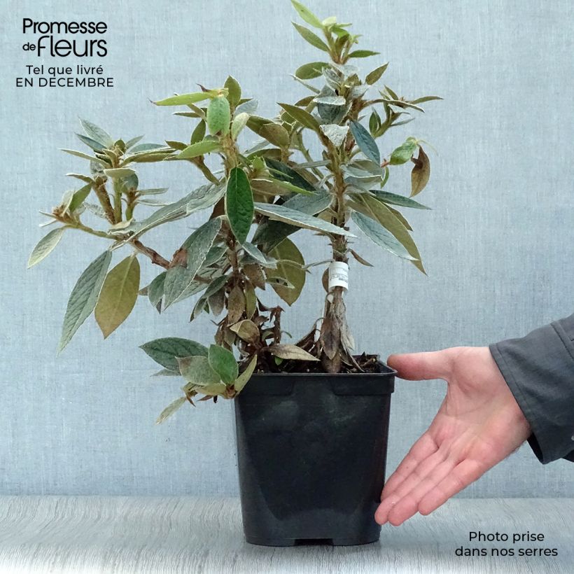 Rhododendron edgeworthii Vaso da 3L/4L esemplare consegnato in inverno
