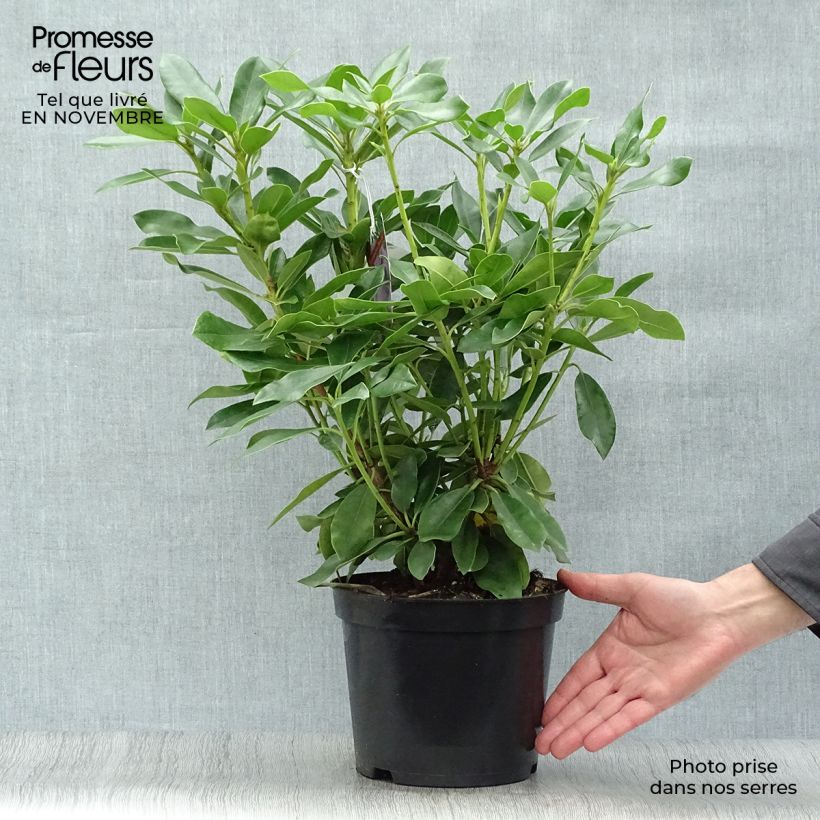 Esemplare di Rhododendron Blue Jay Vaso da 4L/5L come consegnato in autunno