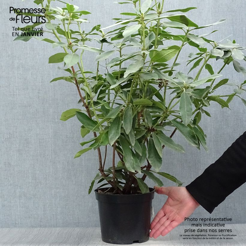 Rhododendron Blue Jay Vaso da 4L/5L esemplare consegnato in inverno