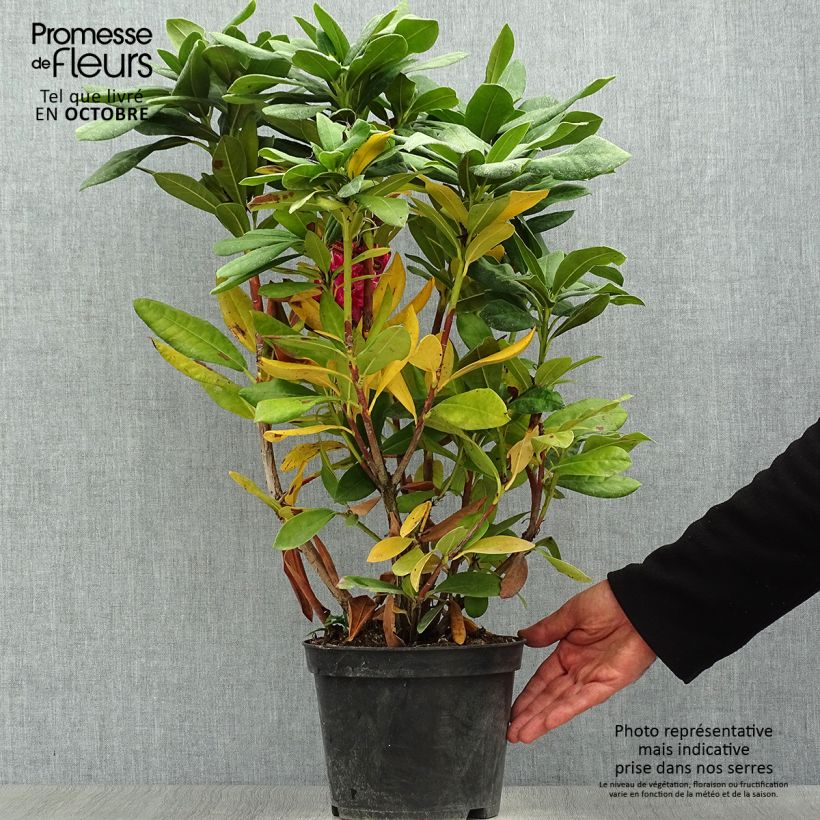 Esemplare di Rhododendron Cosmopolitan Vaso da 2L/3L come consegnato in autunno