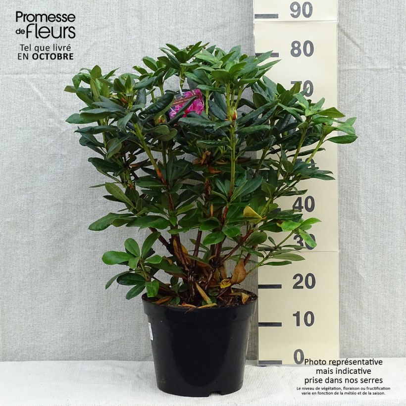 Esemplare di Rhododendron Cosmopolitan Vaso da 7,5L/10L come consegnato in autunno