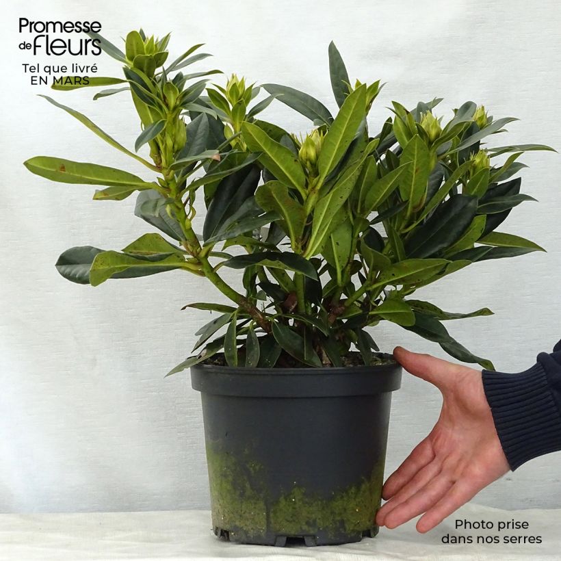 Rhododendron Kabarett Vaso da 4L/5L esemplare consegnato in primavera