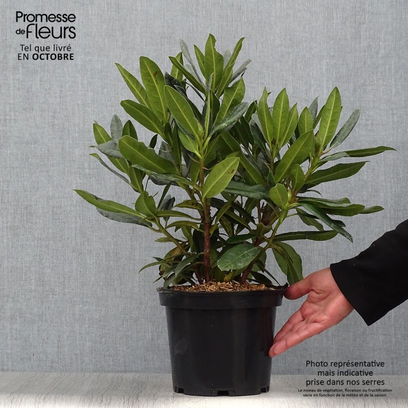 Esemplare di Rhododendron Kabarett Vaso da 4L/5L come consegnato in autunno