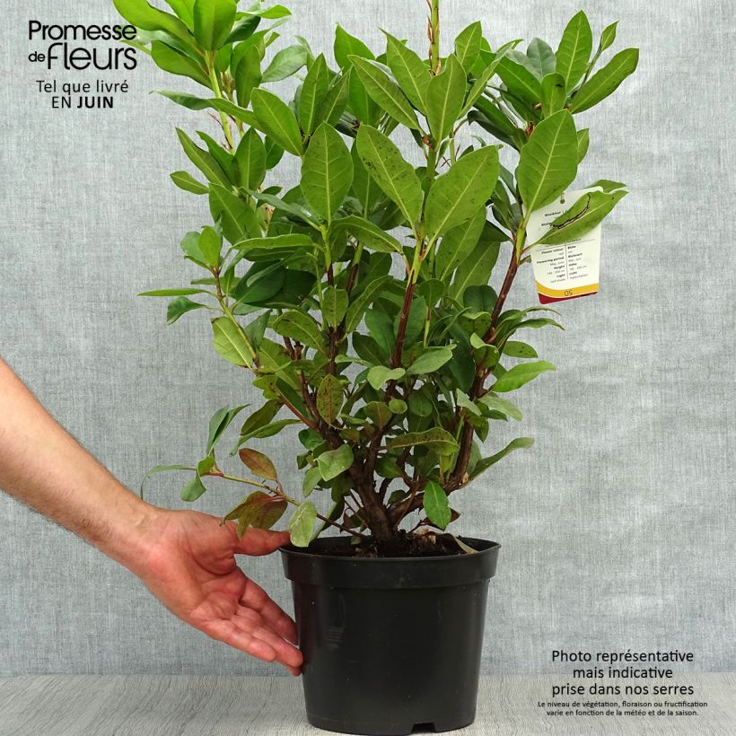 Esemplare di Rhododendron Lord Roberts Vaso da 4L/5L consegnato in estate