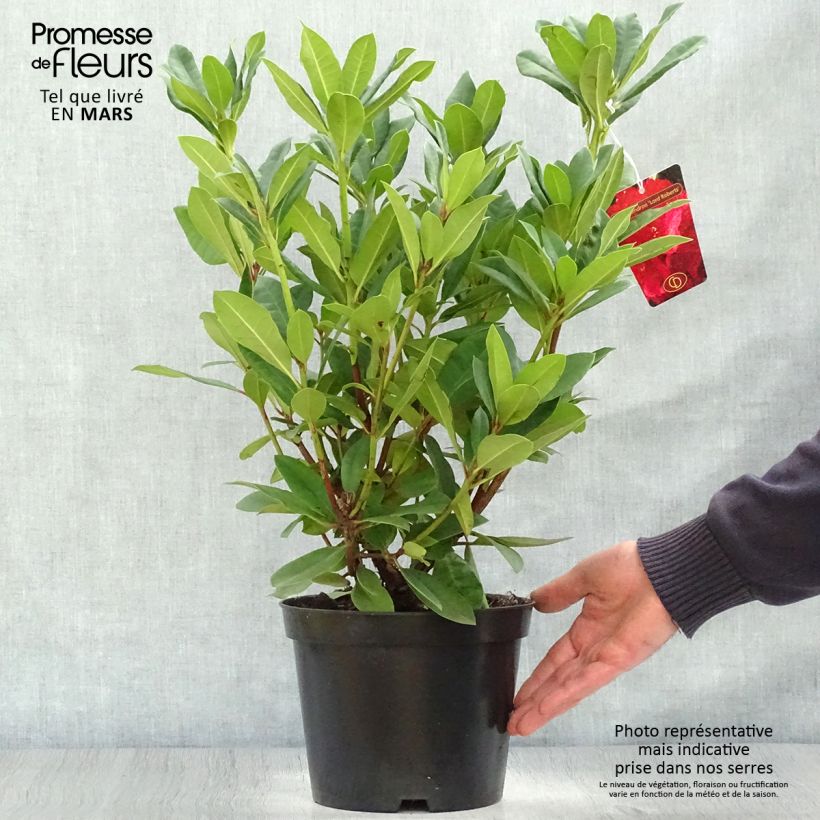 Rhododendron Lord Roberts Vaso da 4L/5L esemplare consegnato in primavera
