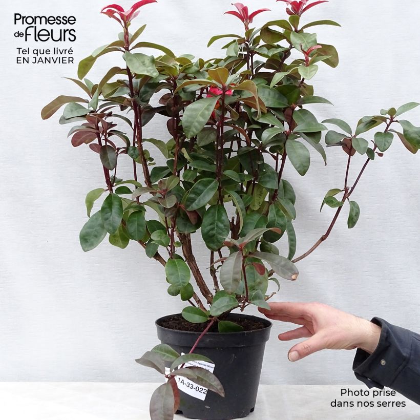 Rhododendron Moser's Maroon Vaso da 4L/5L esemplare consegnato in inverno