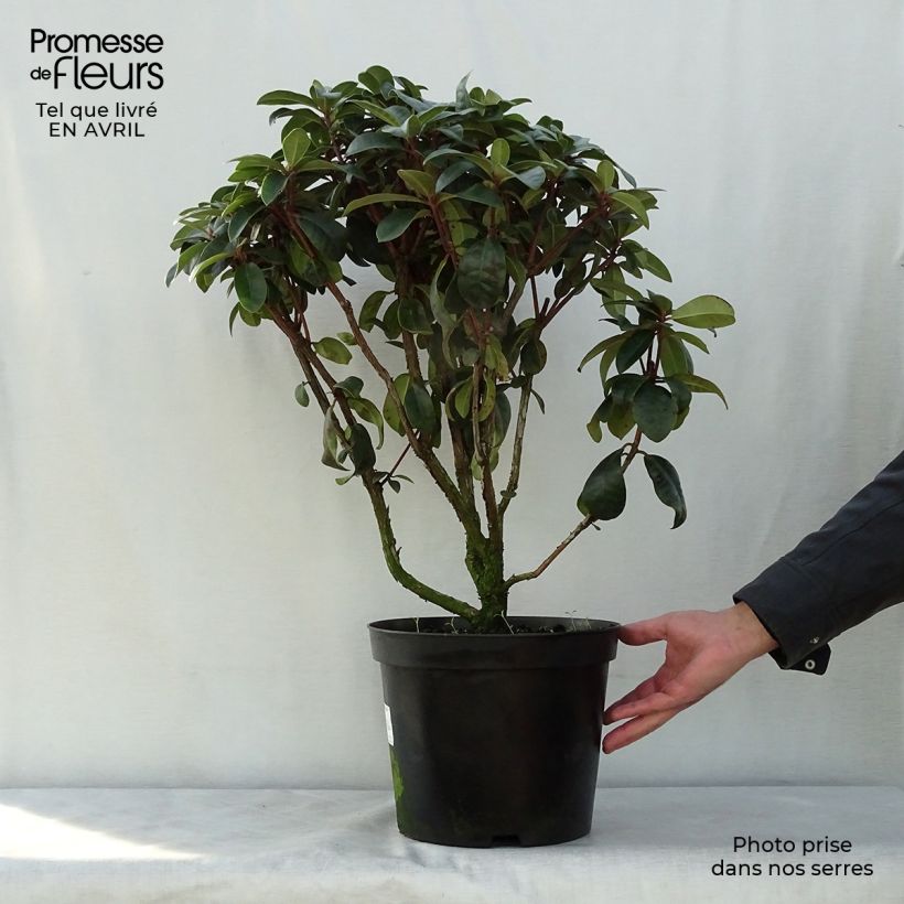 Rhododendron Moser's Maroon Vaso da 7,5L/10L esemplare consegnato in primavera