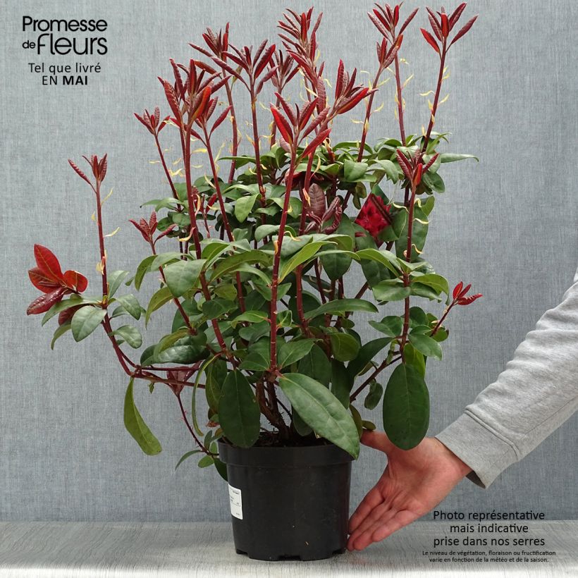 Rhododendron Moser's Maroon Vaso da 4L/5L esemplare consegnato in primavera