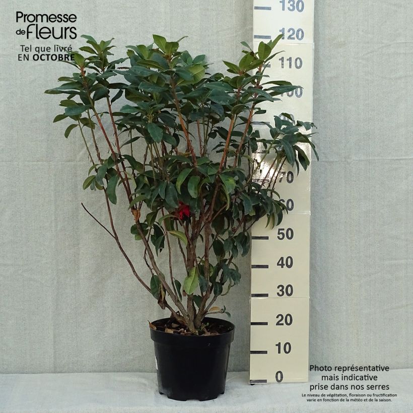 Esemplare di Rhododendron Moser's Maroon Vaso da 7,5L/10L come consegnato in autunno