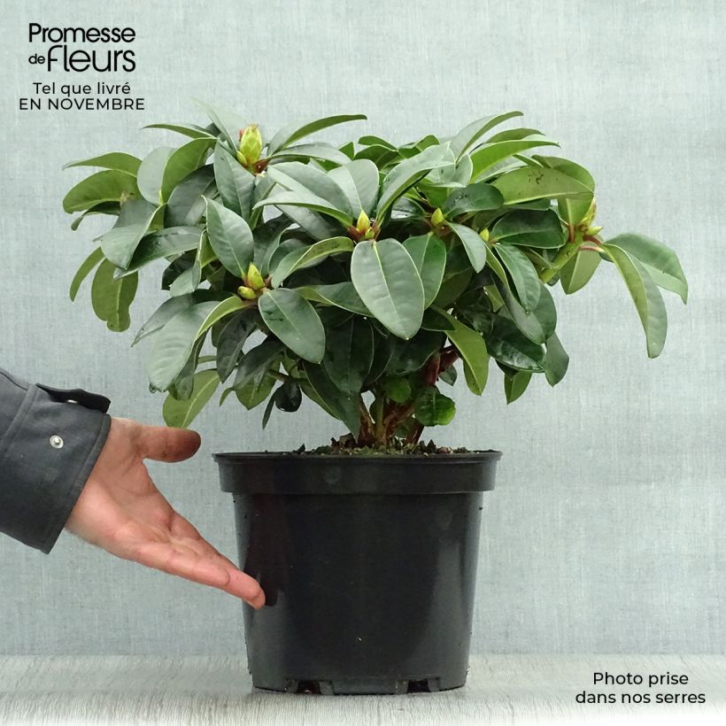 Esemplare di Rhododendron Naselle Vaso da 4L/5L come consegnato in autunno