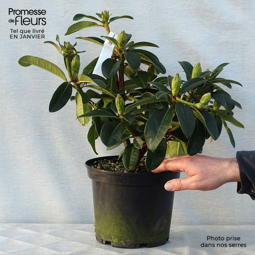Rhododendron Naselle Vaso da 4L/5L esemplare consegnato in inverno